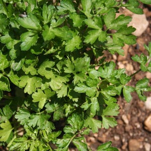 Pu&ograve; includere: Una pianta di prezzemolo verde brillante con molteplici foglie piatte e seghettate che crescono da steli sottili. Il fogliame mostra varie sfumature di verde chiaro e scuro, con una consistenza densa e cespugliosa e foglie lobate.