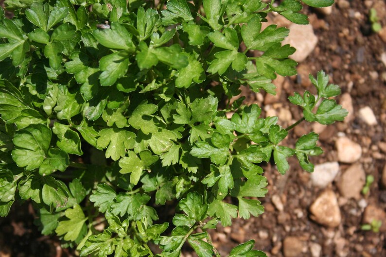 Pu&ograve; includere: Una pianta di prezzemolo verde brillante con molteplici foglie piatte e seghettate che crescono da steli sottili. Il fogliame mostra varie sfumature di verde chiaro e scuro, con una consistenza densa e cespugliosa e foglie lobate.