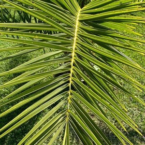 10+ Phoenix Canariensis Frön, Kanarieöarnas Dadelpalm, Kanariepalmfrön, Prydnadspalm bild 9