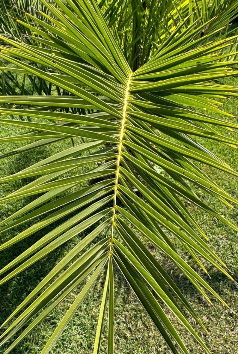 10+ Phoenix Canariensis Frön, Kanarieöarnas Dadelpalm, Kanariepalmfrön, Prydnadspalm bild 9