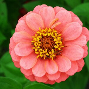 Mais de 50 sementes de zínia dupla mista, Zinnia elegans, flores de cores variadas, flor de corte. imagem 5