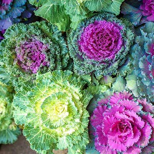 100+ Ornamental Flowering Kale Seeds, Brassica oleracea, Decorative Garden Plant image 9