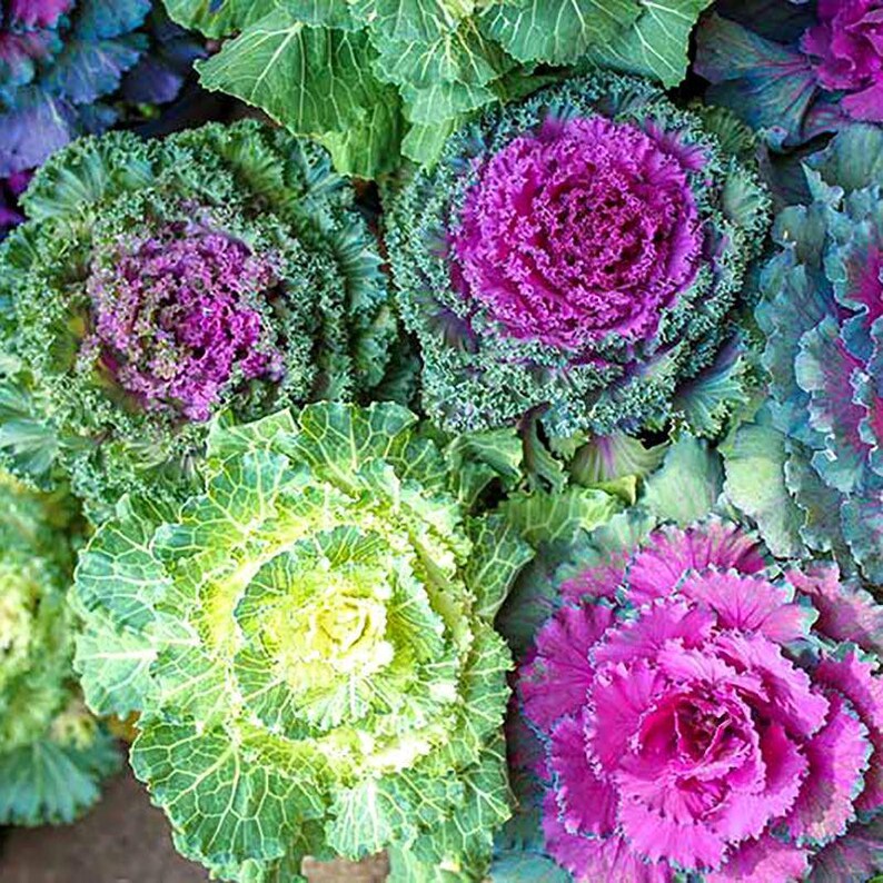 100+ Ornamental Flowering Kale Seeds, Brassica oleracea, Decorative Garden Plant image 9