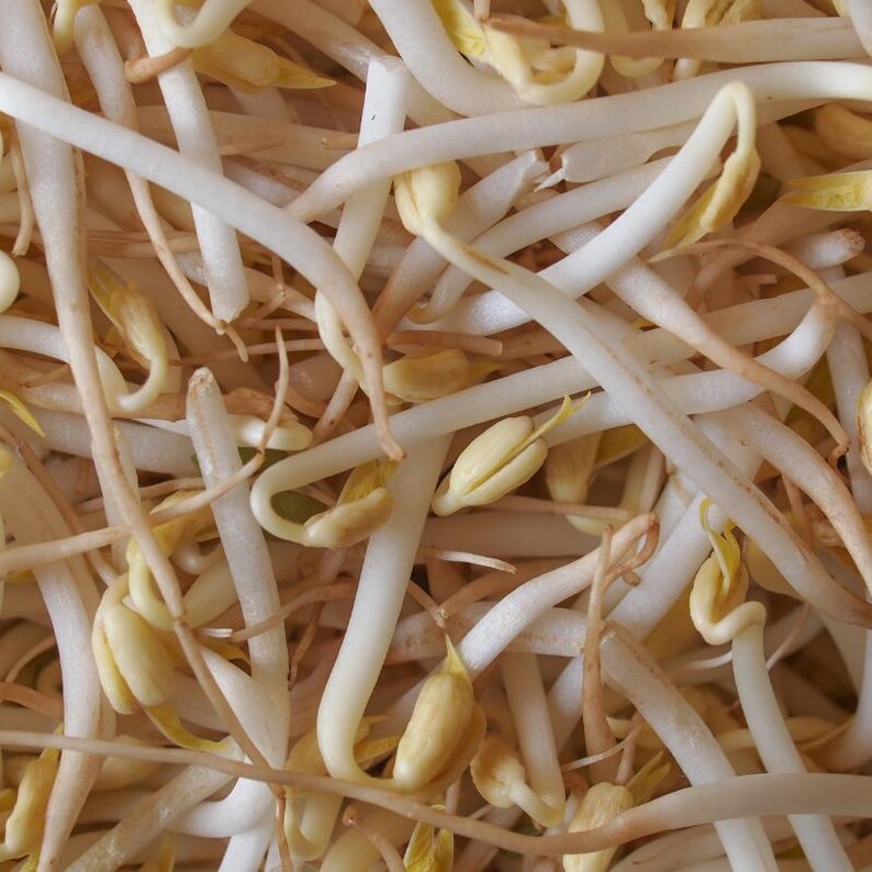 20-100 semillas de lenteja amarilla (Moong Dal), Vigna radiata, legumbres y cereales imagen 4