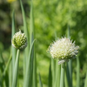 ネギの種30粒以上、学名：Allium fistulosum、白花ネギ 画像 3