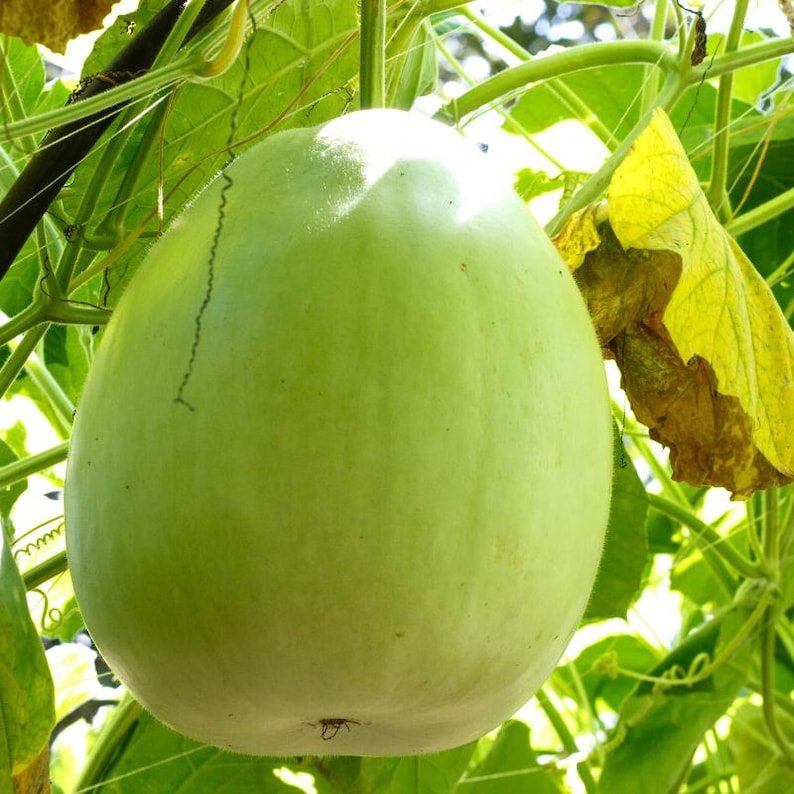 15+ Bottle gourd Lattu Seeds, Cucurbita, Pumpkins, gourds and melons image 4