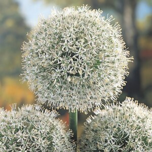 ネギの種30粒以上、学名：Allium fistulosum、白花ネギ 画像 1