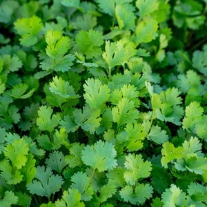 150+ Coriander Seeds, Coriandrum sativum, Cilantro Herb, Kinza image 7