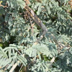 30-60 semillas de acacia de corteza blanca, Acacia Leucophloea, acacia de tallo blanco, acacia espinosa, acacia india, semillas de árboles tropicales imagen 3