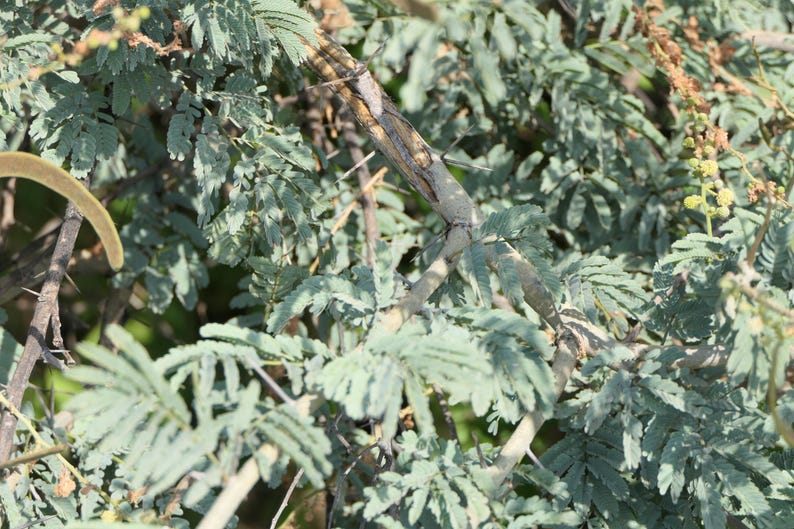 30-60 semillas de acacia de corteza blanca, Acacia Leucophloea, acacia de tallo blanco, acacia espinosa, acacia india, semillas de árboles tropicales imagen 3
