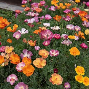 May include: A dense cluster of California poppies featuring vibrant orange, yellow, pink, and white petals. The flowers have delicate, cup-shaped blooms with thin, green, feathery foliage visible beneath the colourful blossoms in this garden bed.