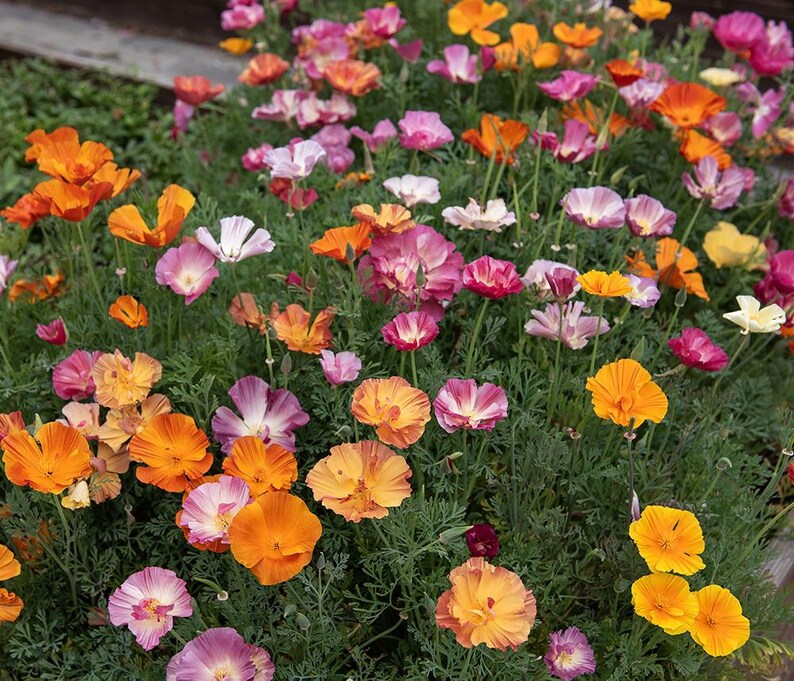 May include: A dense cluster of California poppies featuring vibrant orange, yellow, pink, and white petals. The flowers have delicate, cup-shaped blooms with thin, green, feathery foliage visible beneath the colourful blossoms in this garden bed.