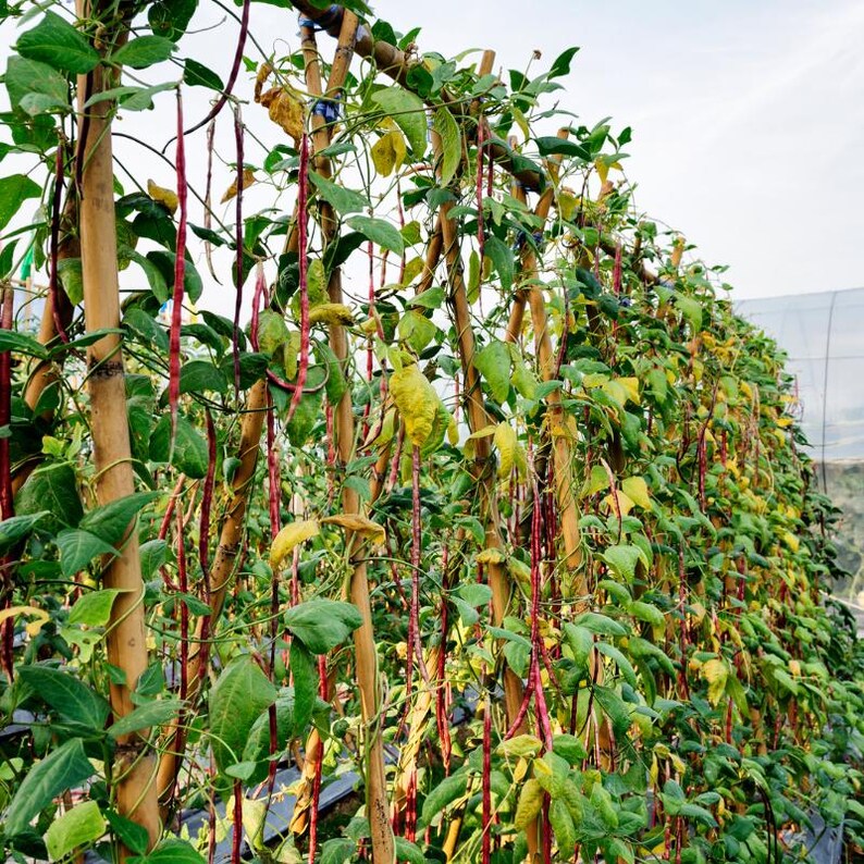 100-300 semillas de frijol matki blanco, Vigna aconitifolia, frijol polilla blanco, frijol mat indio imagen 11