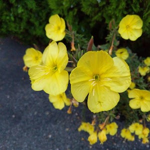 Über 100 Nachtkerzensamen (Oenothera) Bild 1