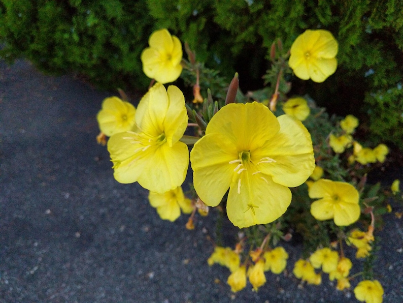 Über 100 Nachtkerzensamen (Oenothera) Bild 1