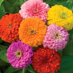 Pode incluir: Um grupo de flores z&iacute;nia vibrantes com m&uacute;ltiplas camadas de p&eacute;talas densamente agrupadas em tons de laranja brilhante, vermelho profundo, rosa suave, lavanda claro e amarelo ensolarado, sobre um fundo de folhagem verde exuberante.