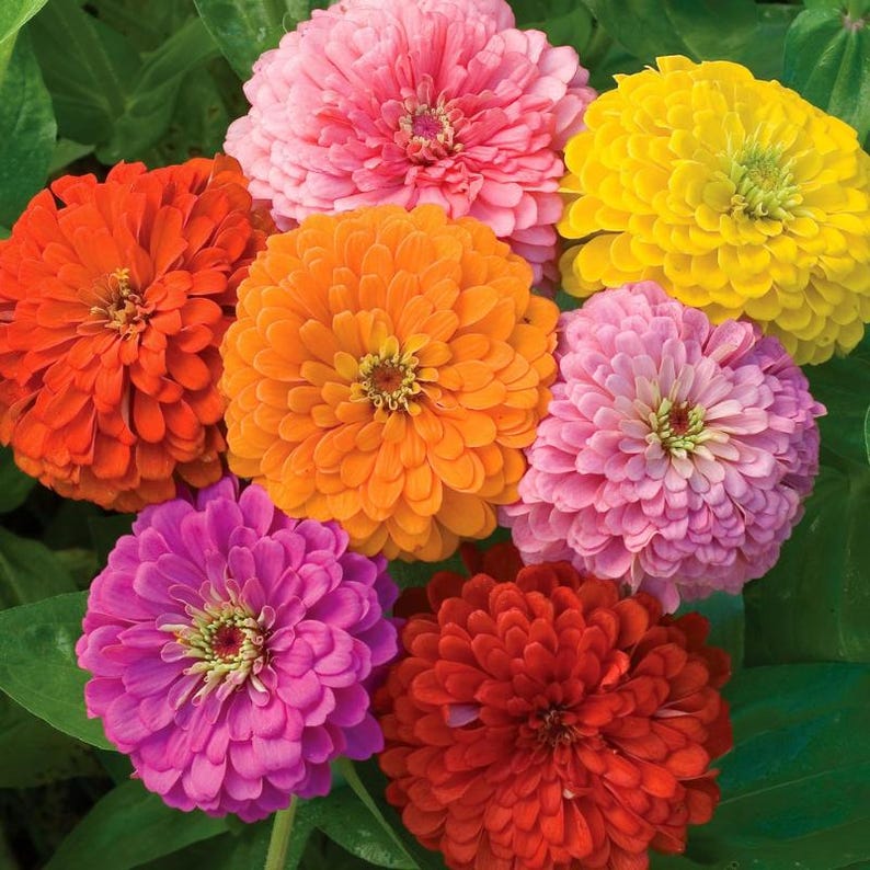 Pode incluir: Um grupo de flores z&iacute;nia vibrantes com m&uacute;ltiplas camadas de p&eacute;talas densamente agrupadas em tons de laranja brilhante, vermelho profundo, rosa suave, lavanda claro e amarelo ensolarado, sobre um fundo de folhagem verde exuberante.