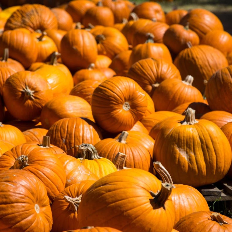 15+ Orange Kürbiskerne, Cucurbita orange, Kürbisse, Flaschenkürbisse und Melonen Bild 8