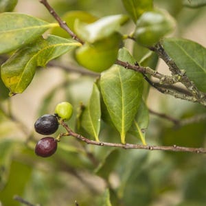 以下が含まれることがあります： 滑らかな楕円形の緑の葉と3つの実の小さな房が付いた植物の枝。1つの実は明るいライムグリーン、1つは濃い紫色、もう1つは深い赤紫色で、すべて細い茶色の茎に付いています。