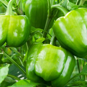 Más de 20 semillas de pimiento verde dulce, Capsicum annuum, pimiento verde, pimiento dulce suave. imagen 11