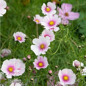K&ouml;nnte beinhalten: Eine Ansammlung von Kosmeen mit zarten wei&szlig;en Bl&uuml;tenbl&auml;ttern, die zur Mitte hin in ein leuchtendes Pink &uuml;bergehen, und leuchtend gelben Staubgef&auml;&szlig;en. Die Bl&uuml;ten sitzen an d&uuml;nnen gr&uuml;nen Stielen und sind von feinem, fiedrigem Laub umgeben.