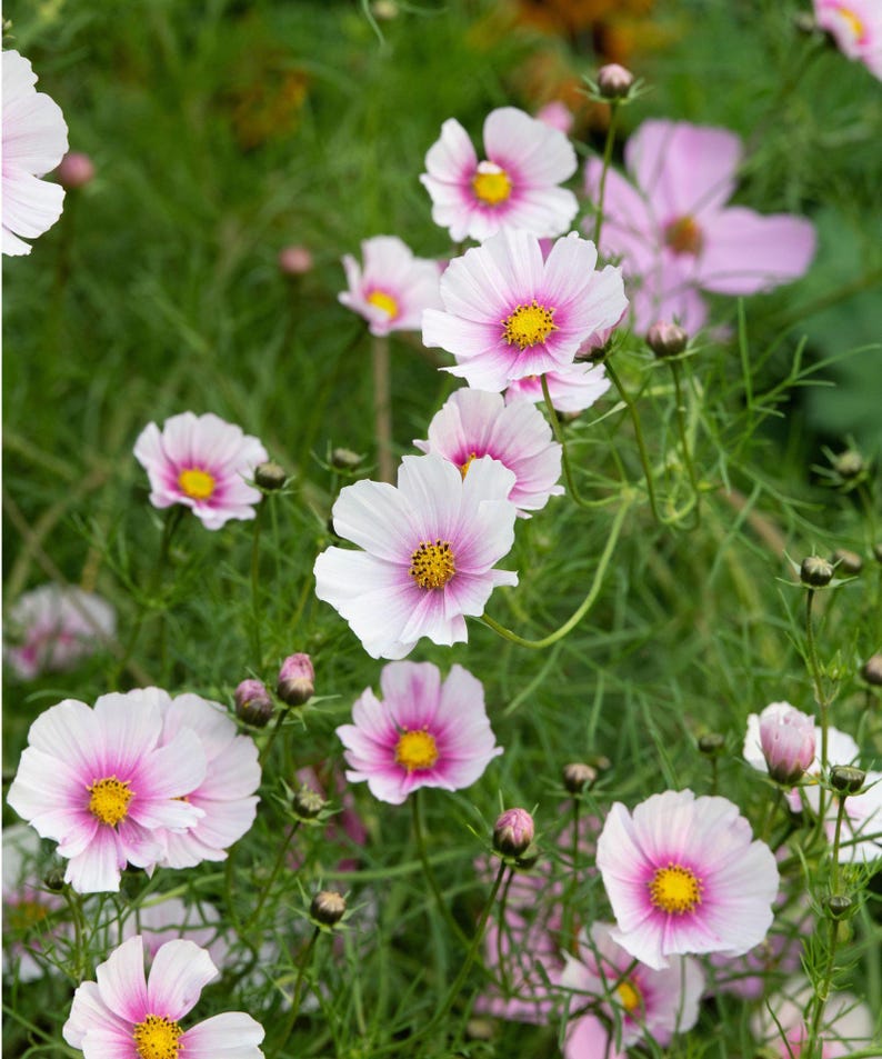 K&ouml;nnte beinhalten: Eine Ansammlung von Kosmeen mit zarten wei&szlig;en Bl&uuml;tenbl&auml;ttern, die zur Mitte hin in ein leuchtendes Pink &uuml;bergehen, und leuchtend gelben Staubgef&auml;&szlig;en. Die Bl&uuml;ten sitzen an d&uuml;nnen gr&uuml;nen Stielen und sind von feinem, fiedrigem Laub umgeben.
