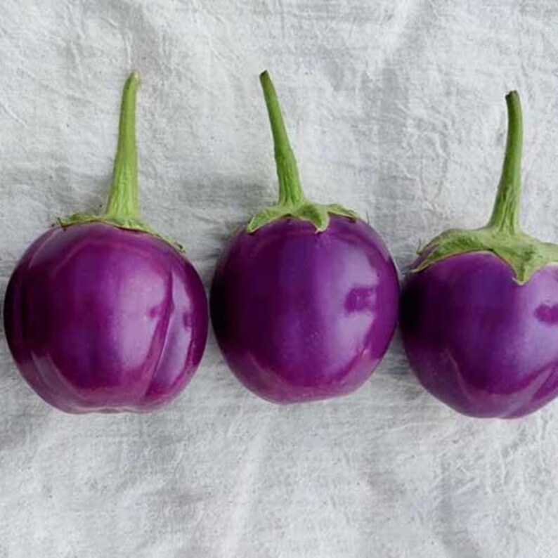 Puede incluir: Tres berenjenas redondas, brillantes y de color morado intenso dispuestas en una fila horizontal. Cada verdura presenta una piel lisa y vibrante, y un c&aacute;liz verde claro prominente con un tallo delgado que se extiende hacia arriba.