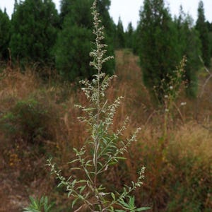 Más de 50 semillas de artemisa china, Artemisia argyi, hierba aromática Ai Ye. imagen 10