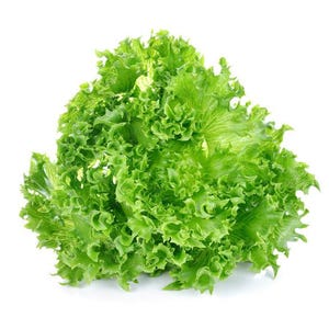 Pu&ograve; includere: Un cespo di lattuga fresca a foglia verde con bordi vivaci, ondulati e ricci. Le foglie sono densamente raggruppate e mostrano varie tonalit&agrave; di verde brillante e chiaro, che si irradiano dal centro per formare una forma arrotondata e strutturata.