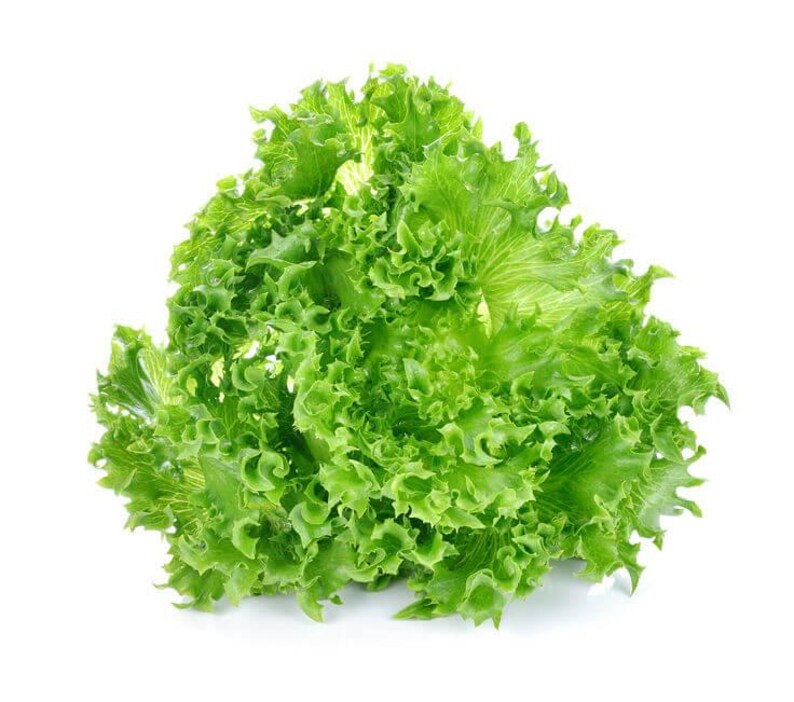 Pu&ograve; includere: Un cespo di lattuga fresca a foglia verde con bordi vivaci, ondulati e ricci. Le foglie sono densamente raggruppate e mostrano varie tonalit&agrave; di verde brillante e chiaro, che si irradiano dal centro per formare una forma arrotondata e strutturata.