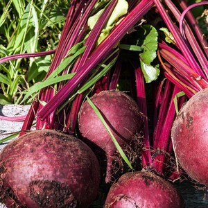 Ponad 100 nasion buraka ćwikłowego rubinowego, Beta vulgaris, warzywo korzeniowe zdjęcie 6