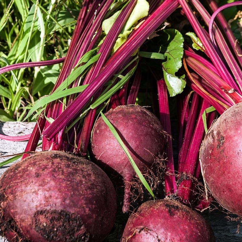 Ponad 100 nasion buraka ćwikłowego rubinowego, Beta vulgaris, warzywo korzeniowe zdjęcie 6