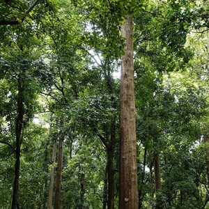5-10 semi di teak, Tectona Grandis, Sagwan, albero di teak, legno duro tropicale, semi di alberi esotici immagine 5
