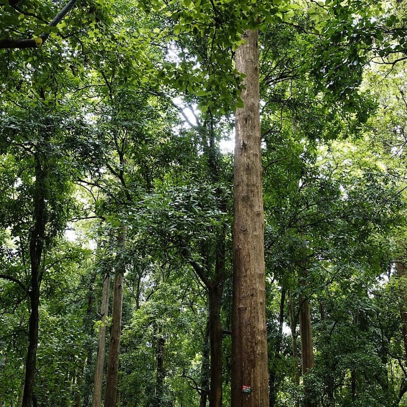 5-10 semi di teak, Tectona Grandis, Sagwan, albero di teak, legno duro tropicale, semi di alberi esotici immagine 5