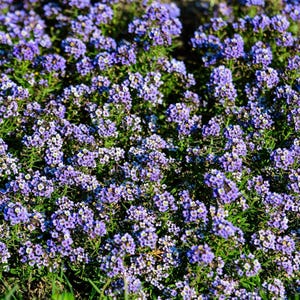 Pode incluir: Um denso aglomerado de pequenas flores roxas vibrantes com min&uacute;sculos centros brancos e folhagem verde. As flores est&atilde;o agrupadas, criando um tapete cont&iacute;nuo de cor que preenche todo o enquadramento com in&uacute;meras p&eacute;talas individuais.