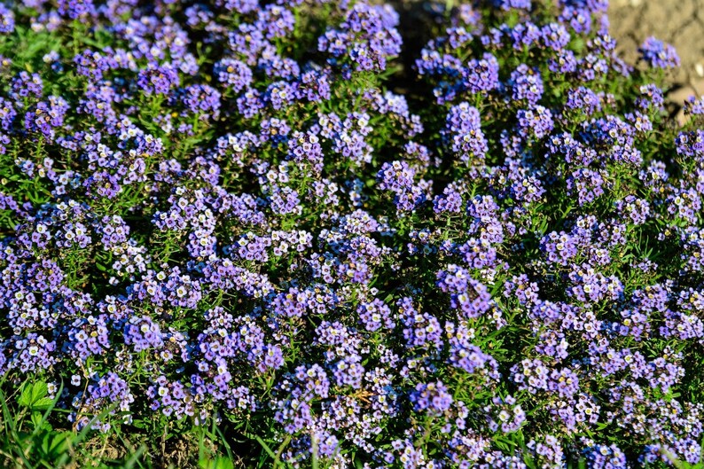 Pode incluir: Um denso aglomerado de pequenas flores roxas vibrantes com min&uacute;sculos centros brancos e folhagem verde. As flores est&atilde;o agrupadas, criando um tapete cont&iacute;nuo de cor que preenche todo o enquadramento com in&uacute;meras p&eacute;talas individuais.