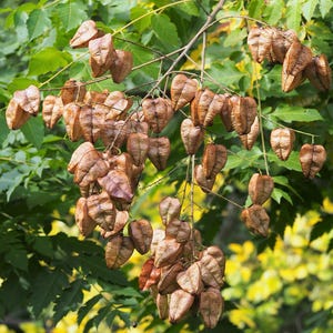 30-60 semillas de árbol de lluvia dorada, Koelreuteria paniculata, orgullo de la India, árbol barnizado, semillas de árbol ornamental con flores imagen 9