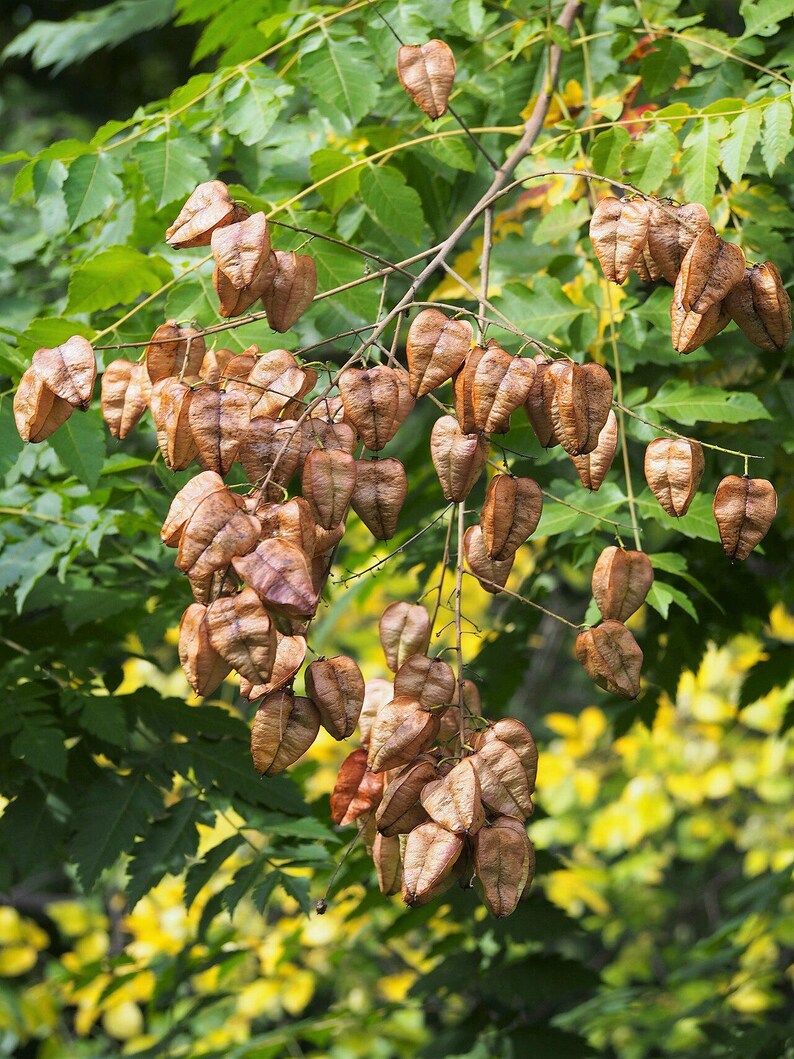 30-60 semillas de árbol de lluvia dorada, Koelreuteria paniculata, orgullo de la India, árbol barnizado, semillas de árbol ornamental con flores imagen 9