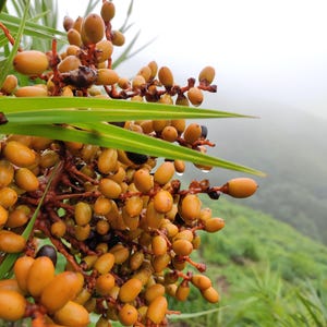 May include: A cluster of small, oval-shaped yellow and orange fruits attached to reddish-brown stems. The fruits are interspersed with long, thin, pointed green leaves. Some fruits show small dark spots, and tiny water droplets are visible.
