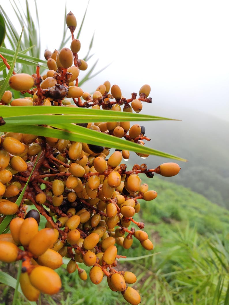 May include: A cluster of small, oval-shaped yellow and orange fruits attached to reddish-brown stems. The fruits are interspersed with long, thin, pointed green leaves. Some fruits show small dark spots, and tiny water droplets are visible.