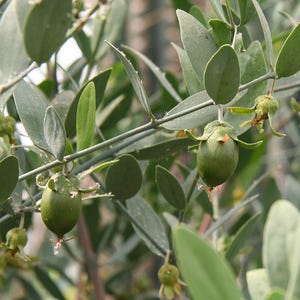 5-10 Jojoba Seeds, Simmondsia Chinensis, Jojoba Plant, Jojoba Shrub, Desert Oilseed Plant Seeds image 10