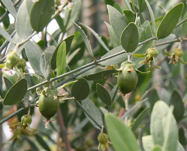 5-10 Jojoba Seeds, Simmondsia Chinensis, Jojoba Plant, Jojoba Shrub, Desert Oilseed Plant Seeds image 10