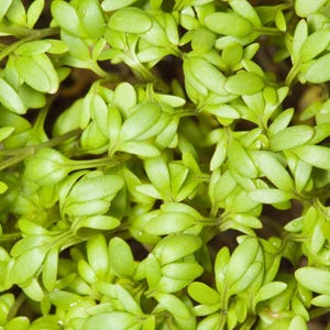 Meer dan 300 tuinkerszaadjes, Lepidium sativum, Halim, Microgreens kruiden afbeelding 2