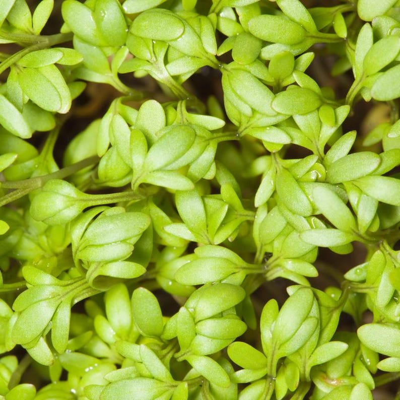 Meer dan 300 tuinkerszaadjes, Lepidium sativum, Halim, Microgreens kruiden afbeelding 2