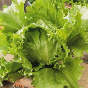 Puede incluir: Una lechuga iceberg fresca con hojas de color verde claro y bordes ondulados. El follaje crujiente y superpuesto forma un centro denso y redondeado, mostrando venas prominentes y una textura delicada y ondulada en todo el vegetal.