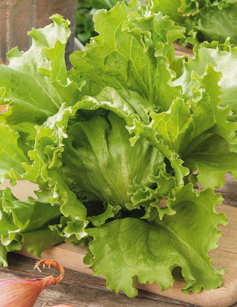 Puede incluir: Una lechuga iceberg fresca con hojas de color verde claro y bordes ondulados. El follaje crujiente y superpuesto forma un centro denso y redondeado, mostrando venas prominentes y una textura delicada y ondulada en todo el vegetal.