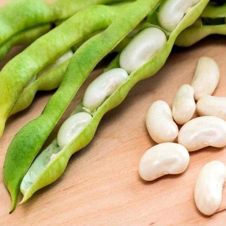 10-30 Sementes de Feijão Branco (Phaseolus vulgaris), Feijão Branco, Feijão Branco Pequeno imagem 9