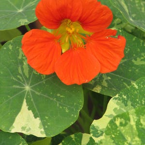20+ Kapuzinerkresse-Alaska-Mischung (Tropaeolum majus, Kapuzinerkresseblüte, Gartenpflanze) Bild 7