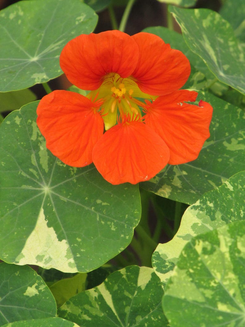 20+ Kapuzinerkresse-Alaska-Mischung (Tropaeolum majus, Kapuzinerkresseblüte, Gartenpflanze) Bild 7
