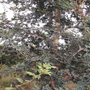30-60 semillas de acacia de corteza blanca, Acacia Leucophloea, acacia de tallo blanco, acacia espinosa, acacia india, semillas de árboles tropicales imagen 4